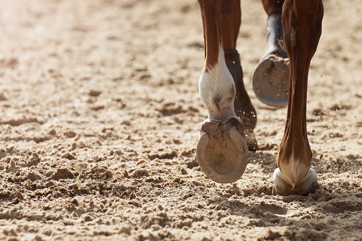 Why Do Horses Need Horseshoes? Aqua Animal Care Center
